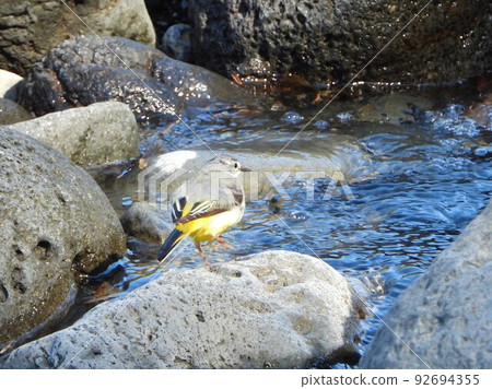 A wagtail relaxing on a riverside stone A wagtail relaxing on a riverside stone 92694355