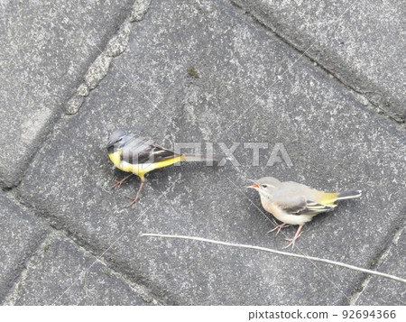 Parent and child cute wagtail Parent and child cute wagtail 92694366