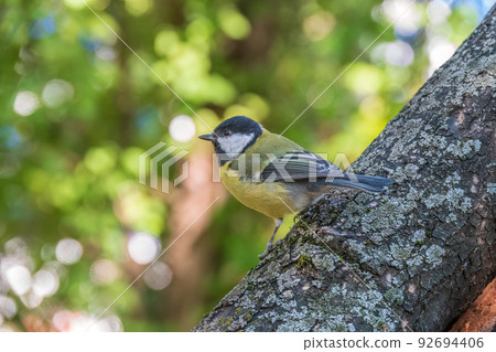 Cute bird Great tit, songbird sitting on the branch with blured background Cute bird Great tit, songbird sitting on the branch with blured background 92694406
