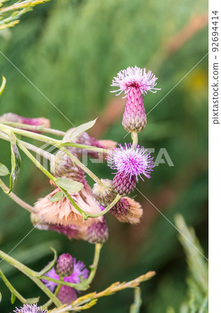 Carduus plant with purple flowers, family Asteraceae, and the tribe Cardueae. 92694414