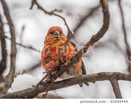Red Crossbill male sitting on the tree branch and eats wild apple berries. Crossbill bird eats berries. Red Crossbill male sitting on the tree branch and eats wild apple berries. Crossbill bird eats berries. 92694444