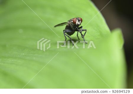 棲息在植物葉子上的蒼蠅昆蟲 92694529