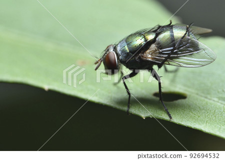 棲息在植物葉子上的蒼蠅昆蟲 92694532