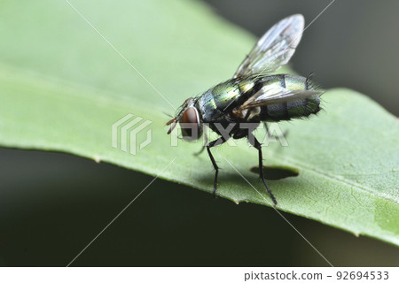 棲息在植物葉子上的蒼蠅昆蟲 92694533