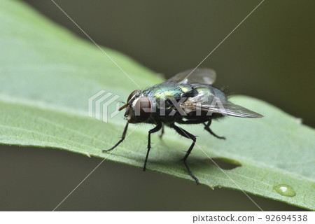 棲息在植物葉子上的蒼蠅昆蟲 92694538