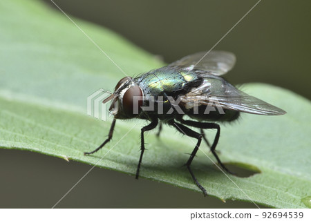 fly insect perched on plant leaf fly insect perched on plant leaf 92694539