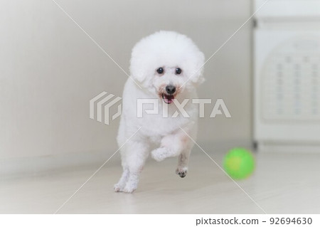 Toy poodle playing ball 92694630