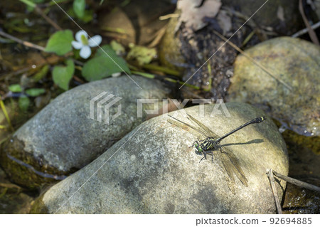 Yamasanae 92694885