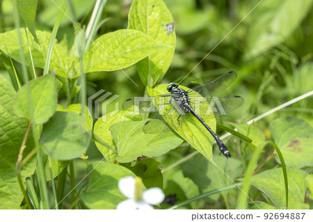 Yamasanae 92694887