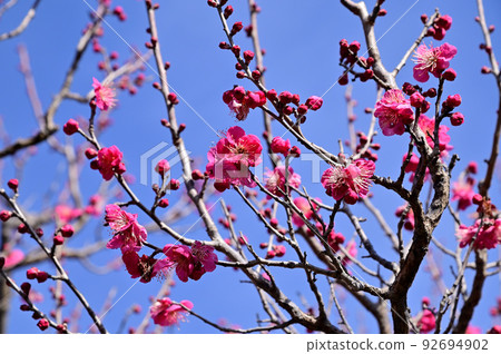 Umami Hillside Park plum blossoms Umami Hillside Park plum blossoms 92694902