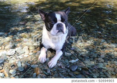 A cute Boston terrier, Mighty-kun, who seems to be comfortable on the waterside of the Toki River in Tokigawa Town, a popular spot for playing in the river. A cute Boston terrier, Mighty-kun, who seems to be comfortable on the waterside of the Toki River in Tokigawa Town, a popular spot for playing in the river. 92694903
