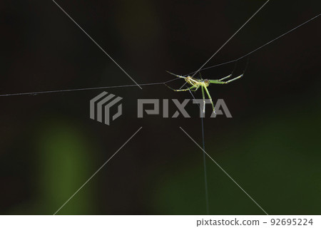 Spider and spider web inhabiting the forest 92695224