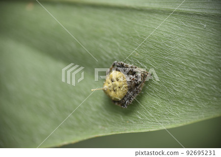 Spider and spider web inhabiting the forest 92695231