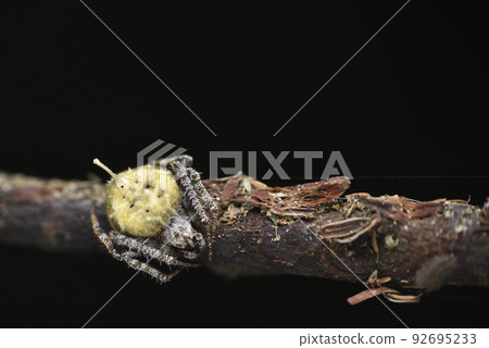 棲息在森林的蜘蛛和蜘蛛網 92695233