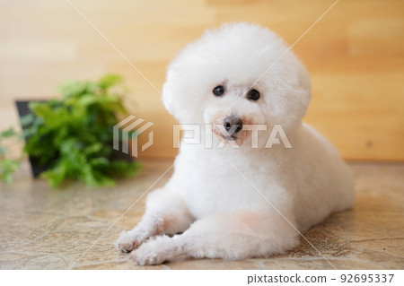 盡可能努力擺姿勢的玩具貴賓犬 盡可能努力擺姿勢的玩具貴賓犬 92695337