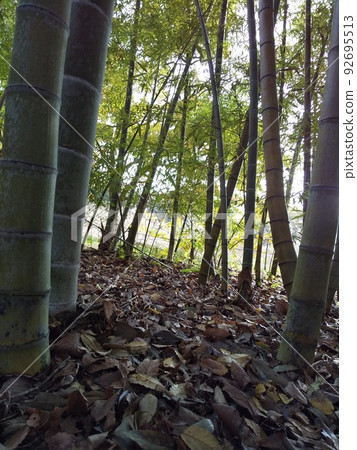 Fallen leaves piled up in a bamboo forest Fallen leaves piled up in a bamboo forest 92695513
