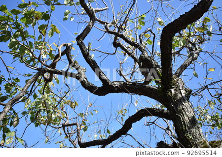 An old tree bathing in the autumn sun 92695514