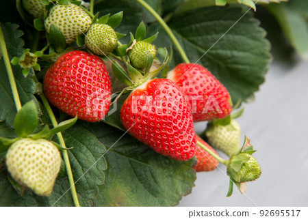 Fresh strawberries in strawberry garden 92695517