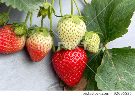 Fresh strawberries in strawberry garden Fresh strawberries in strawberry garden 92695525