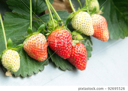 Fresh strawberries in strawberry garden 92695526