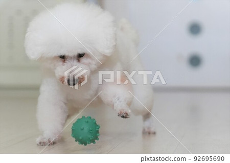 玩球的玩具貴賓犬 92695690