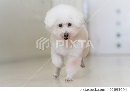 玩球的玩具貴賓犬 玩球的玩具貴賓犬 92695694