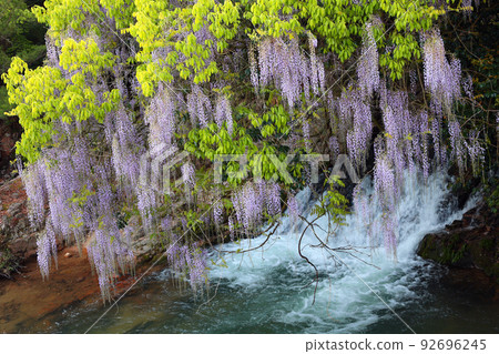 Wisteria of consistent fields 92696245