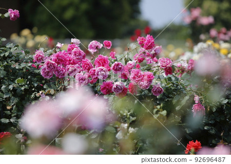 Arao City Ominous Citizen Flower Bed Rose Flower, 92696487
