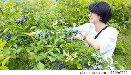 Woman picking blueberries Woman picking blueberries 92696531