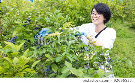 女人採摘藍莓 92696533
