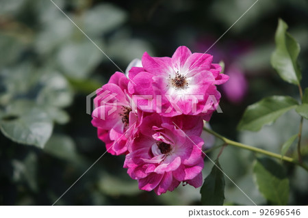 Arao City Ominous Citizen Flower Bed Rose Flower, Arao City Ominous Citizen Flower Bed Rose Flower, 92696546