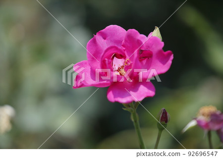 Arao City Ominous Citizen Flower Bed Rose Flower, 92696547