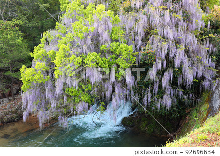 Wisteria of consistent fields Wisteria of consistent fields 92696634
