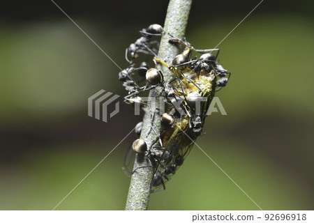 A group of ants is eating a cicada 92696918
