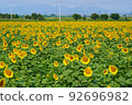 Sunflowers at Kasaoka Roadside Station Bay Farm 92696982
