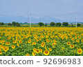 Sunflowers at Kasaoka Roadside Station Bay Farm 92696983