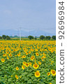 Sunflowers at Kasaoka Roadside Station Bay Farm 92696984