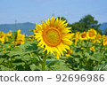 Sunflowers at Kasaoka Roadside Station Bay Farm 92696986