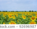 Sunflowers at Kasaoka Roadside Station Bay Farm 92696987