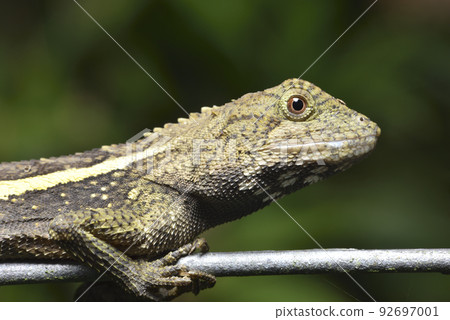 蜥蜴趴在欄杆的鐵絲上享受日光浴 92697001