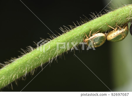 Green ladybug perched on hairy plant stem 92697087