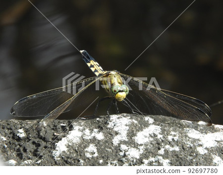 Shiokaratombo (female) Shiokaratombo (female) 92697780