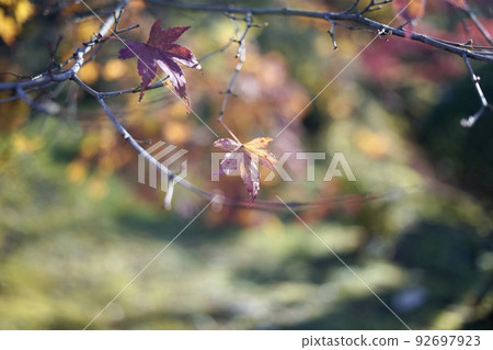 maple on a branch maple on a branch 92697923
