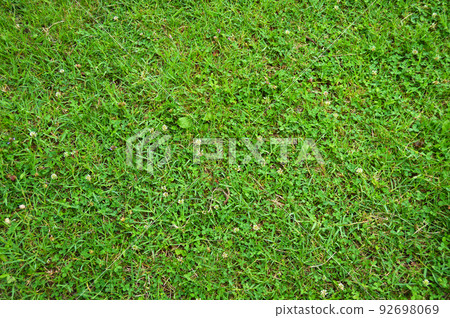 Green grass nature background, natural texture of plant in close-up Green grass nature background, natural texture of plant in close-up 92698069