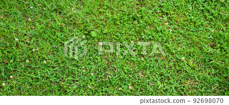 Green grass nature background, natural texture of plant in close-up 92698070