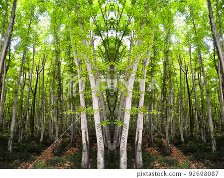 Thin and long stem hornbeam forest panorama texture composed of dense trees Thin and long stem hornbeam forest panorama texture composed of dense trees 92698087