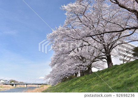 Cherry blossoms are in full bloom on the Iruma Riverside cherry blossom trees on a sunny spring afternoon with a spring haze Cherry blossoms are in full bloom on the Iruma Riverside cherry blossom trees on a sunny spring afternoon with a spring haze 92698236