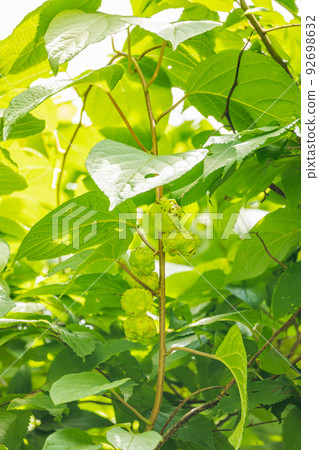 Matatabi水果 92698632