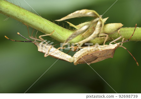 Two mating stink bugs perched on a plant stem 92698739