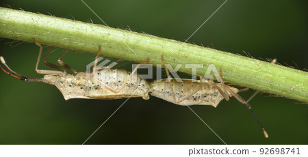二隻交尾的椿象在植物莖上棲息 92698741